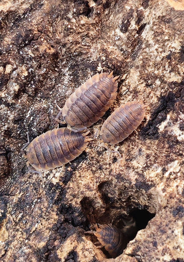 porcellio scaber rust isopods